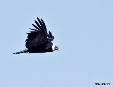 CÓNDOR ANDINO (Vultur gryphus)   